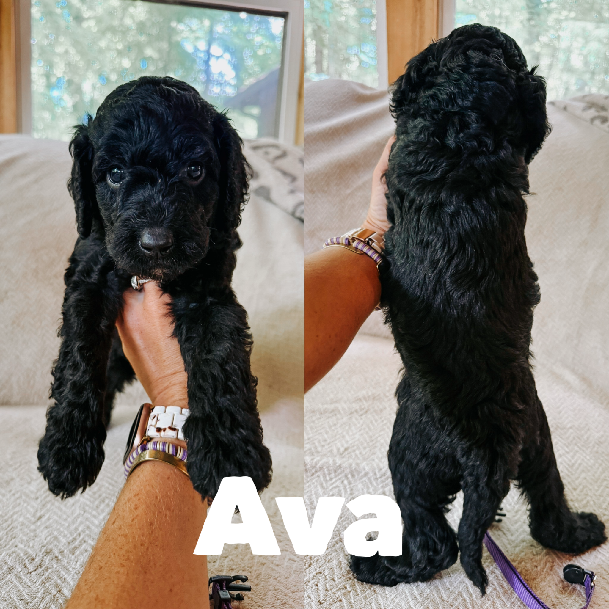 Ava 1